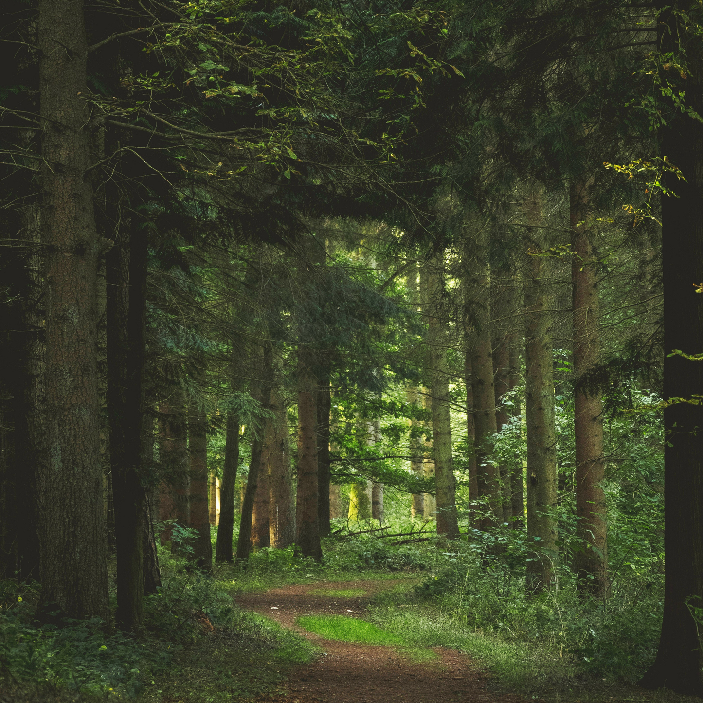 Une balade en forêt